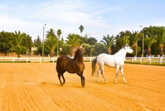 HARAS-min